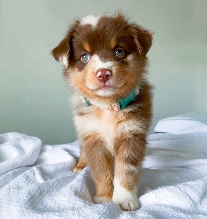 40 Puppies So Cute They’ll Totally Make You Smile (We Dare You Not To!)