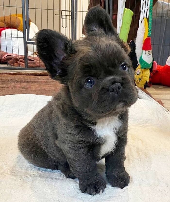 40 Puppies So Cute They’ll Totally Make You Smile (We Dare You Not To!)