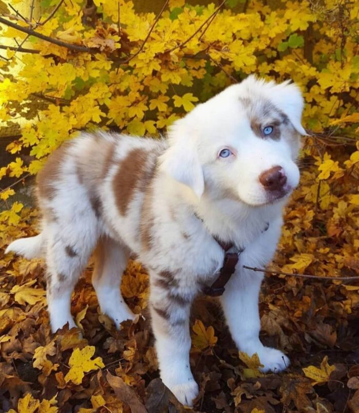 40 Puppies So Cute They’ll Totally Make You Smile (We Dare You Not To!)