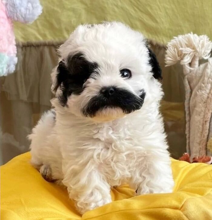 40 Puppies So Cute They’ll Totally Make You Smile (We Dare You Not To!)