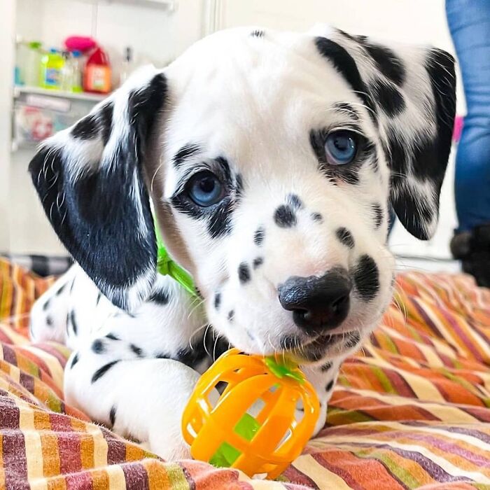 40 Puppies So Cute They’ll Totally Make You Smile (We Dare You Not To!)