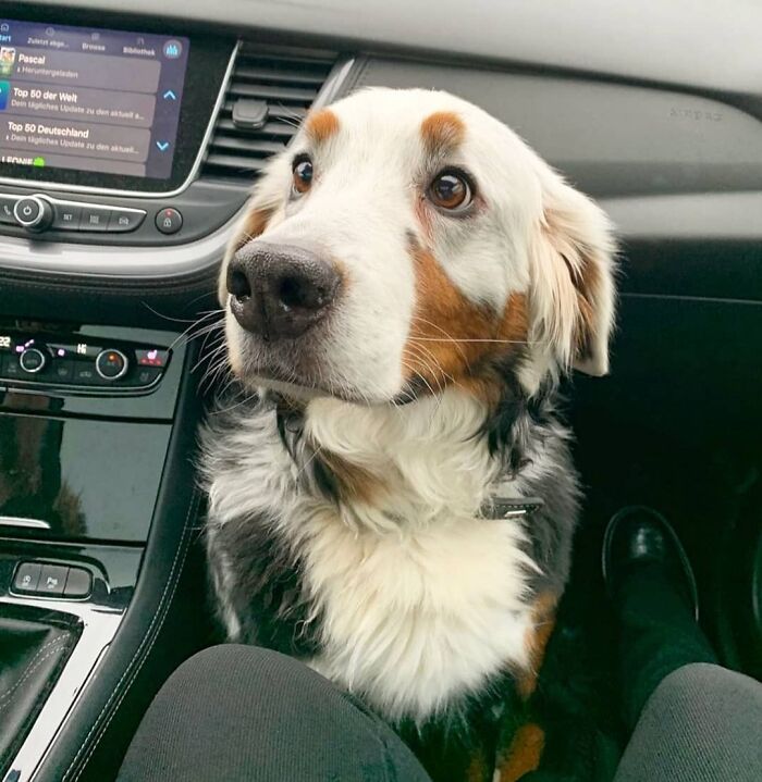 40 Puppies So Cute They’ll Totally Make You Smile (We Dare You Not To!)