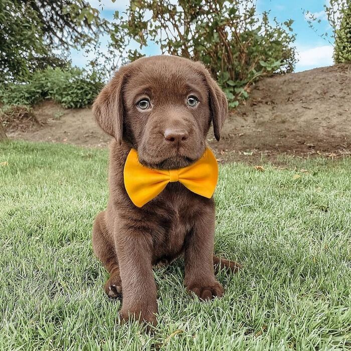 40 Puppies So Cute They’ll Totally Make You Smile (We Dare You Not To!)