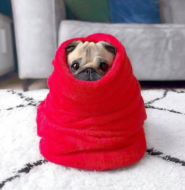 40 Puppies So Cute They’ll Totally Make You Smile (We Dare You Not To!)