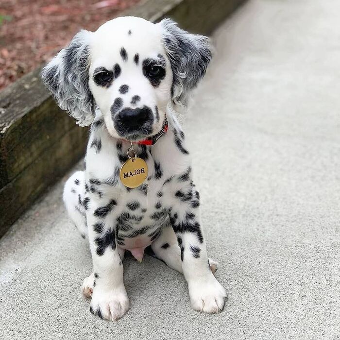 40 Puppies So Cute They’ll Totally Make You Smile (We Dare You Not To!)