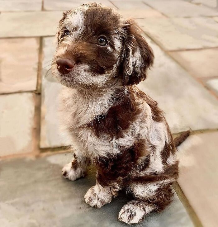 40 Puppies So Cute They’ll Totally Make You Smile (We Dare You Not To!)