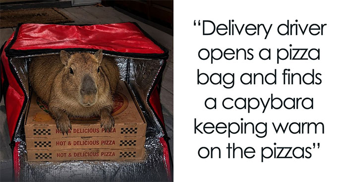 25 Hilarious Capybara Shenanigans That Will Totally Brighten Your Day