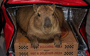25 Hilarious Capybara Shenanigans That Will Totally Brighten Your Day