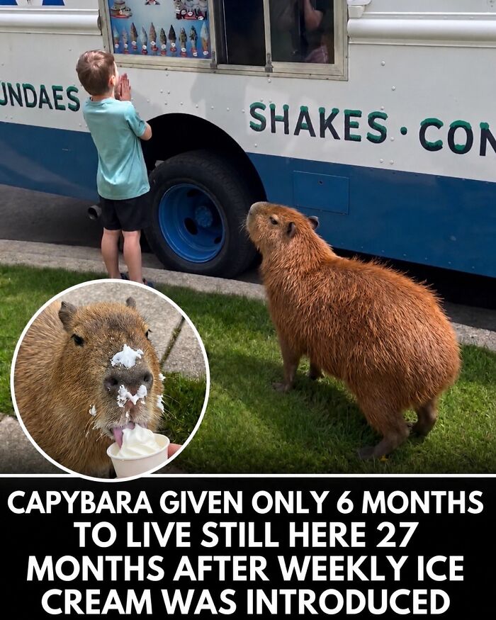 25 Hilarious Capybara Shenanigans That Will Totally Brighten Your Day