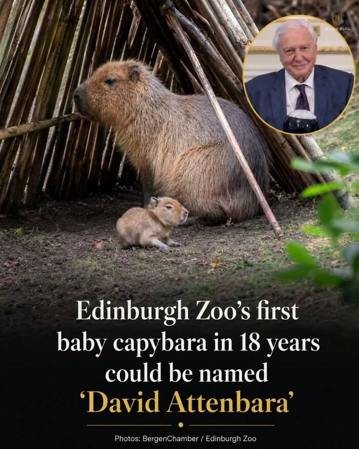 25 Hilarious Capybara Shenanigans That Will Totally Brighten Your Day