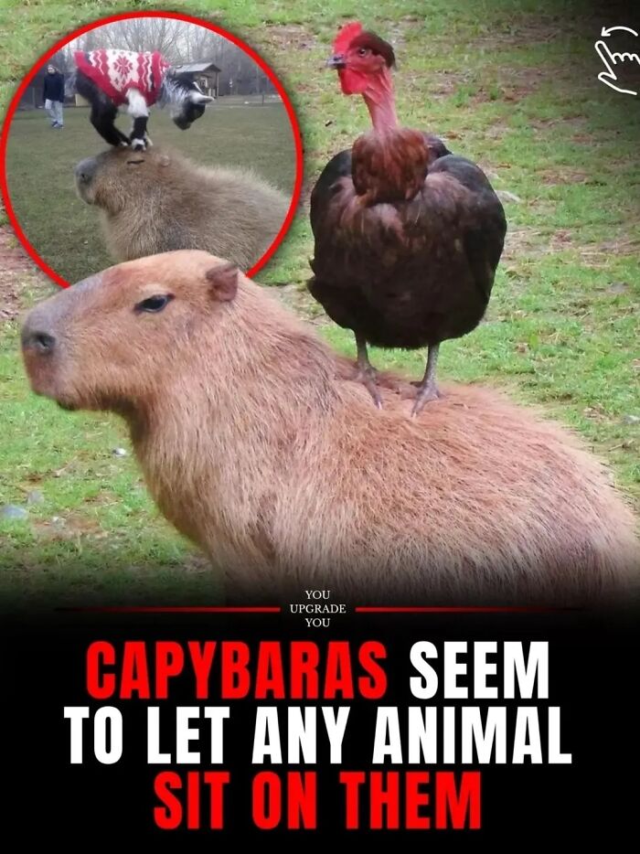 25 Hilarious Capybara Shenanigans That Will Totally Brighten Your Day
