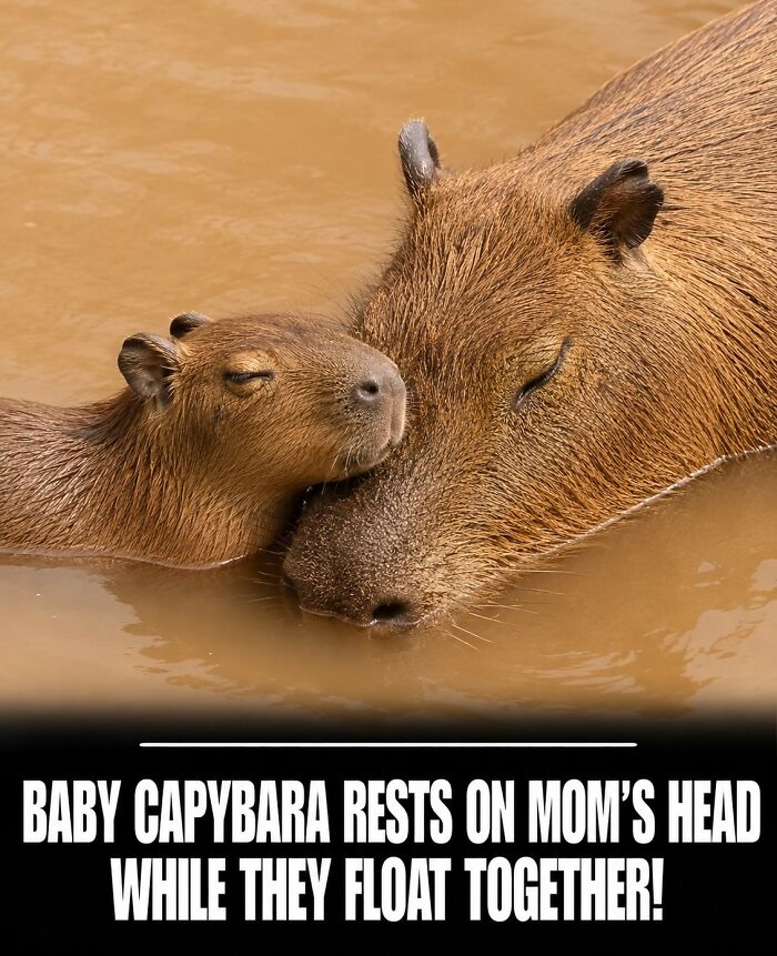 25 Hilarious Capybara Shenanigans That Will Totally Brighten Your Day