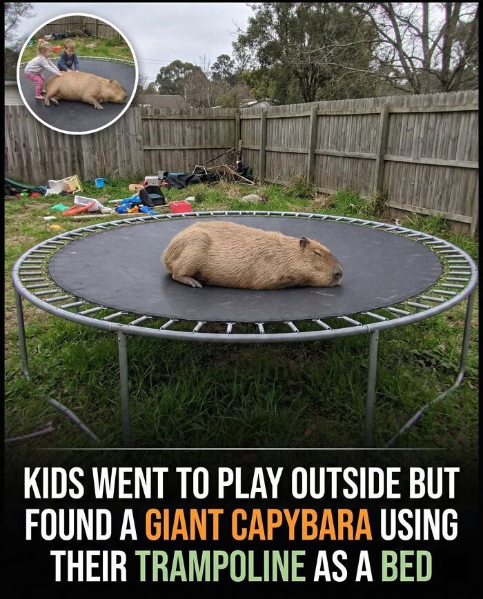 25 Hilarious Capybara Shenanigans That Will Totally Brighten Your Day