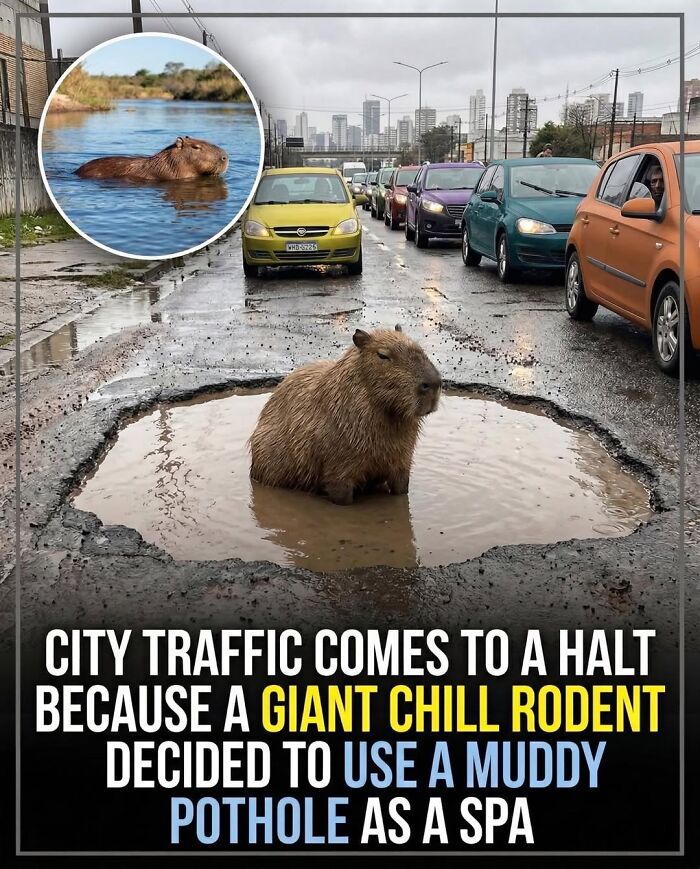 25 Hilarious Capybara Shenanigans That Will Totally Brighten Your Day