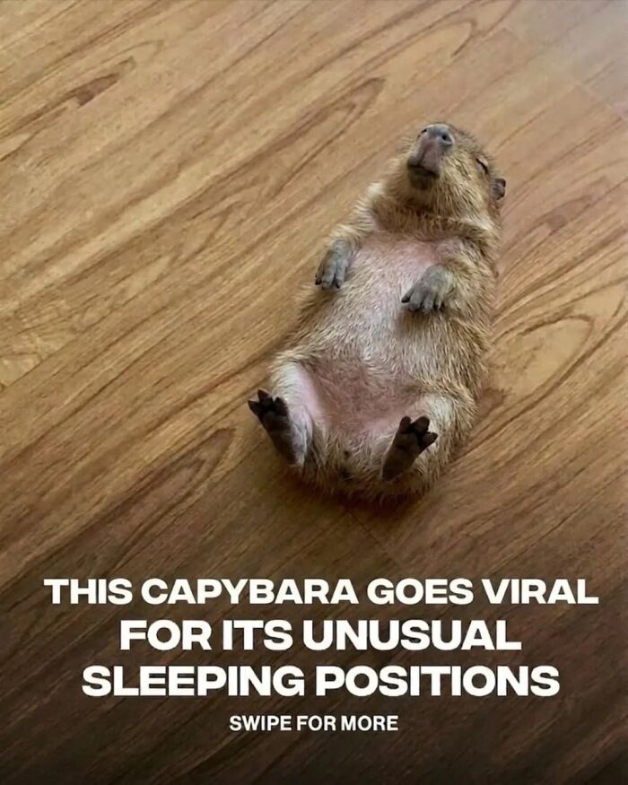 25 Hilarious Capybara Shenanigans That Will Totally Brighten Your Day