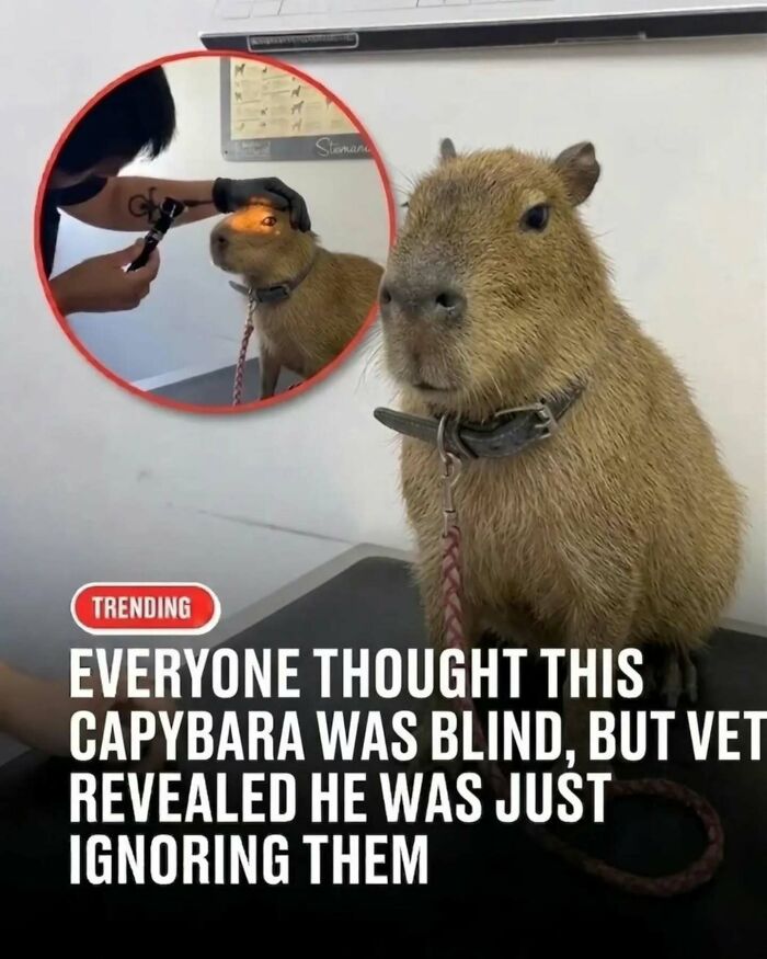 25 Hilarious Capybara Shenanigans That Will Totally Brighten Your Day