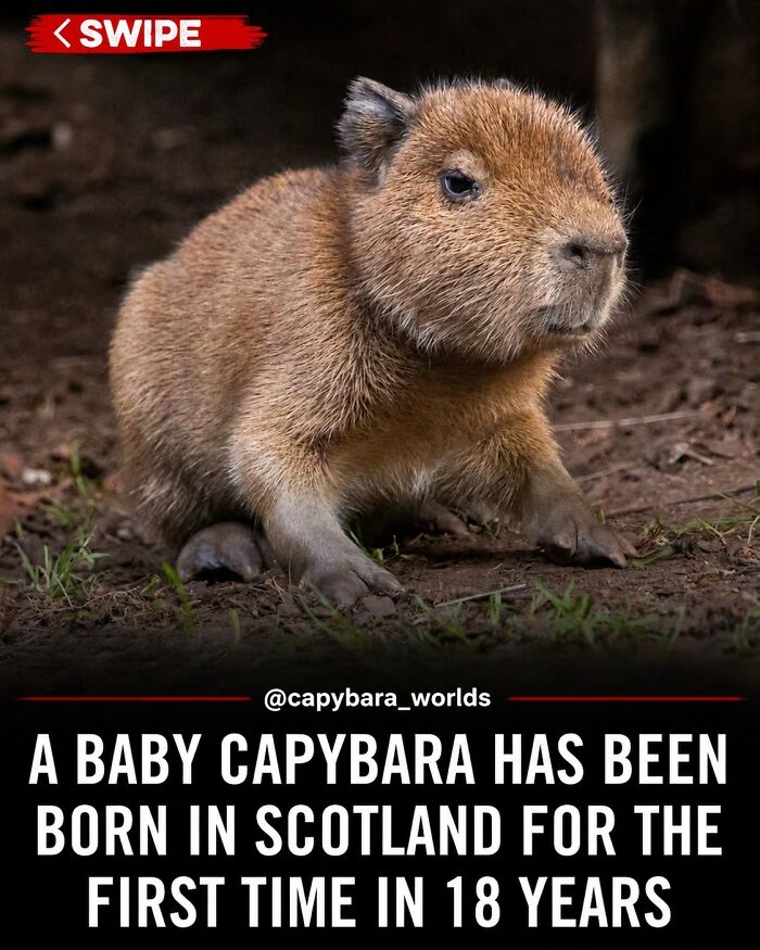 25 Hilarious Capybara Shenanigans That Will Totally Brighten Your Day