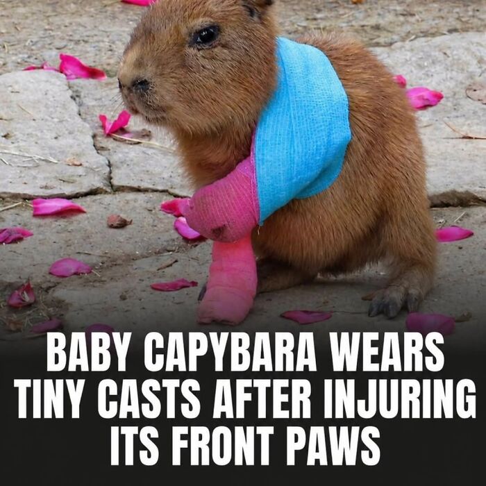 25 Hilarious Capybara Shenanigans That Will Totally Brighten Your Day