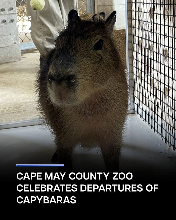 25 Hilarious Capybara Shenanigans That Will Totally Brighten Your Day