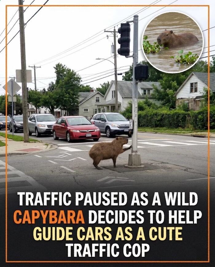 25 Hilarious Capybara Shenanigans That Will Totally Brighten Your Day