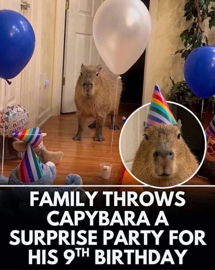 25 Hilarious Capybara Shenanigans That Will Totally Brighten Your Day