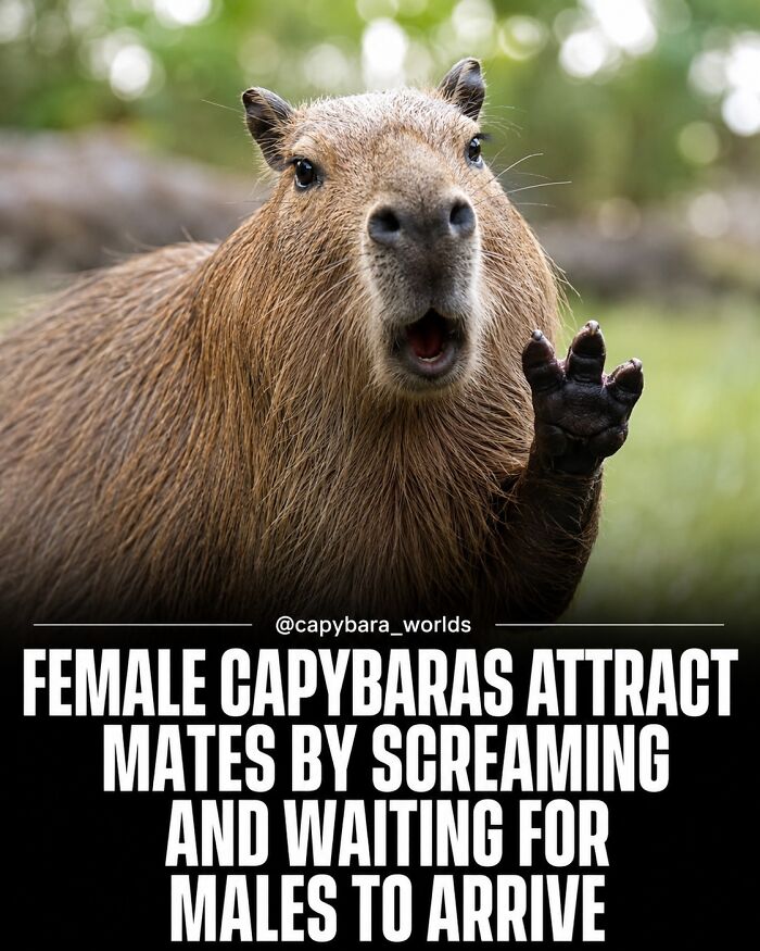 25 Hilarious Capybara Shenanigans That Will Totally Brighten Your Day