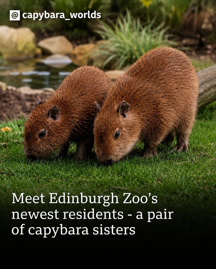 25 Hilarious Capybara Shenanigans That Will Totally Brighten Your Day