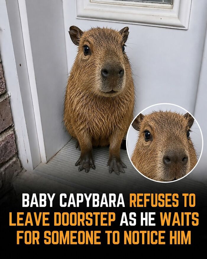 25 Hilarious Capybara Shenanigans That Will Totally Brighten Your Day