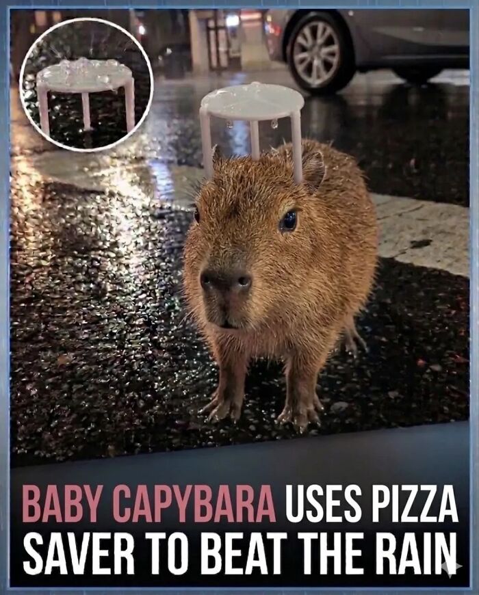 25 Hilarious Capybara Shenanigans That Will Totally Brighten Your Day