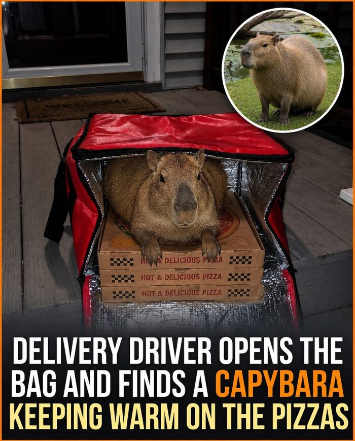 25 Hilarious Capybara Shenanigans That Will Totally Brighten Your Day