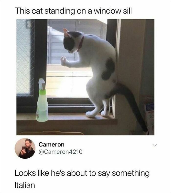 Wait, They Actually Collected These Meme Gems?