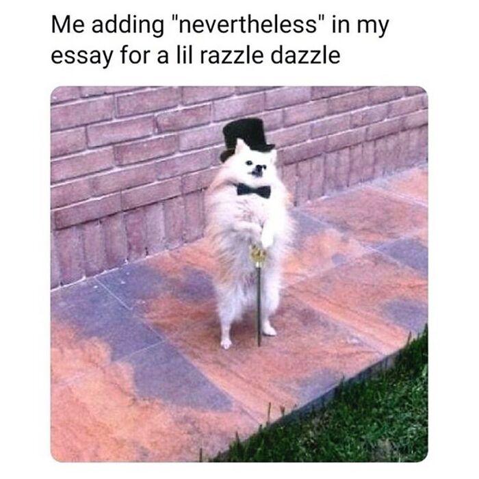 Wait, They Actually Collected These Meme Gems?