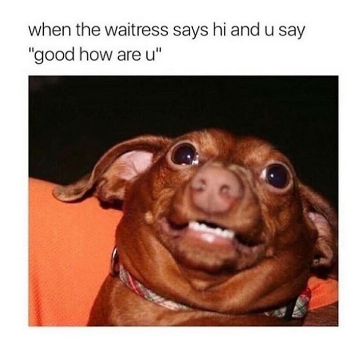 Wait, They Actually Collected These Meme Gems?
