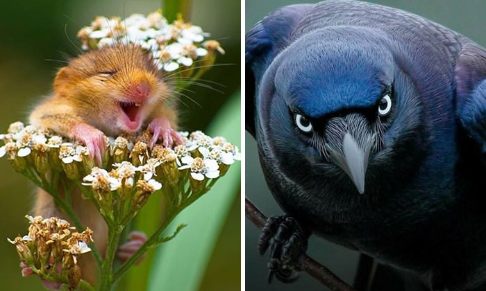 Wait Till You See These Wild Animal Surprises!