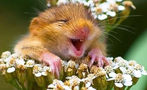 Wait Till You See These Wild Animal Surprises!