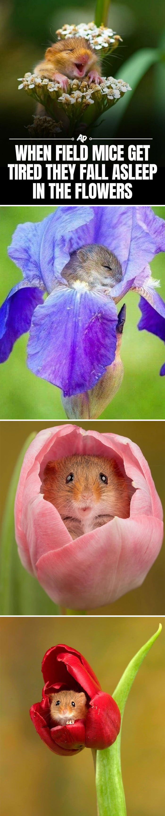 Wait Till You See These Wild Animal Surprises!