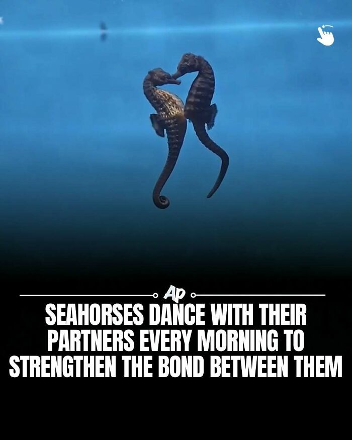 Wait Till You See These Wild Animal Surprises!