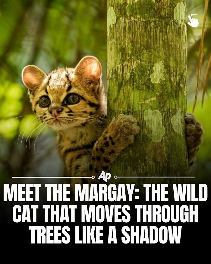 Wait Till You See These Wild Animal Surprises!
