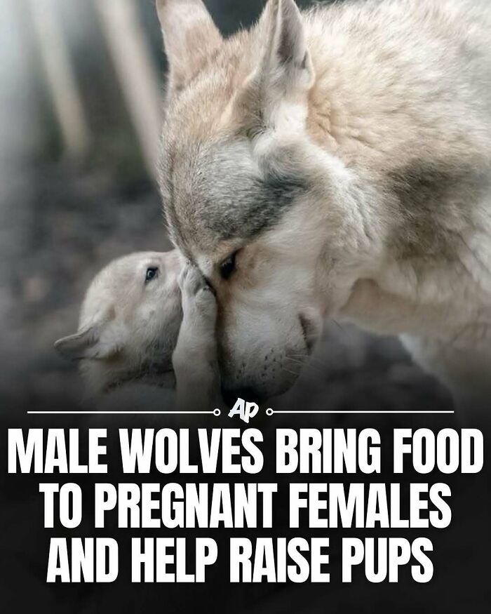 Wait Till You See These Wild Animal Surprises!