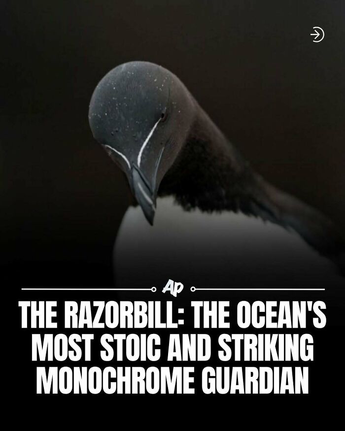 Wait Till You See These Wild Animal Surprises!