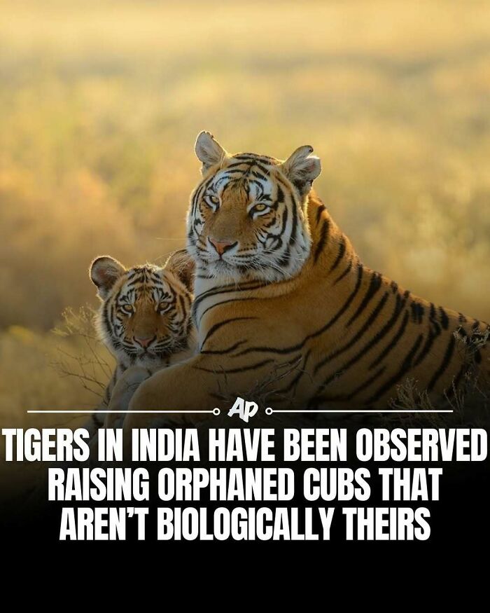 Wait Till You See These Wild Animal Surprises!