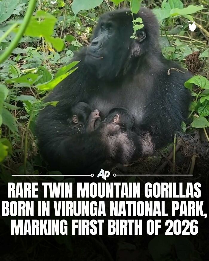 Wait Till You See These Wild Animal Surprises!