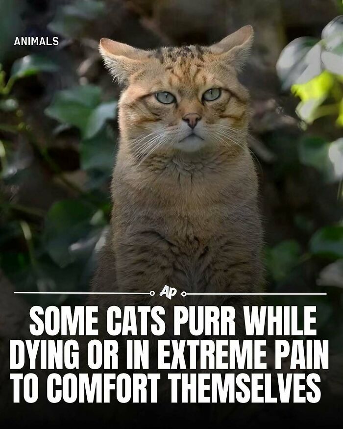 Wait Till You See These Wild Animal Surprises!