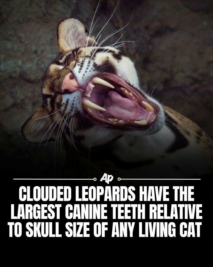 Wait Till You See These Wild Animal Surprises!