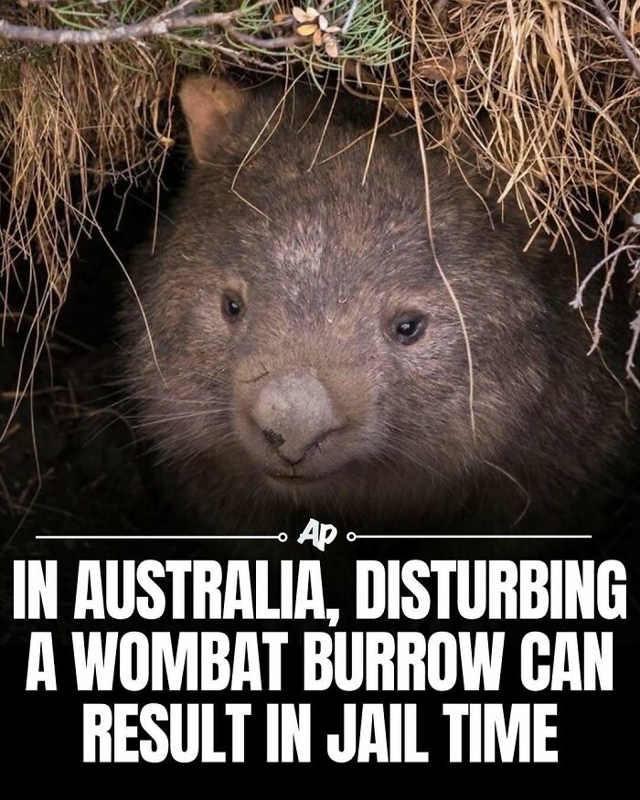 Wait Till You See These Wild Animal Surprises!