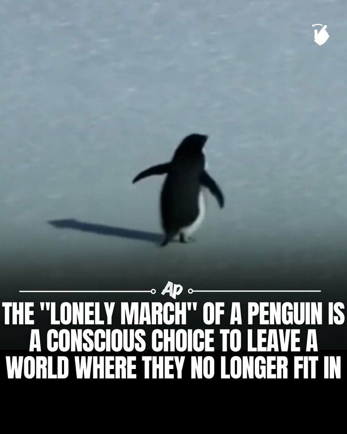 Wait Till You See These Wild Animal Surprises!