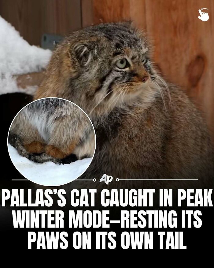 Wait Till You See These Wild Animal Surprises!
