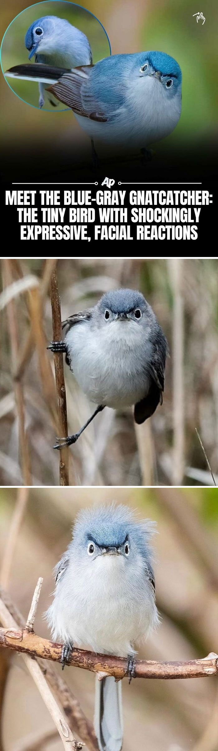 Wait Till You See These Wild Animal Surprises!