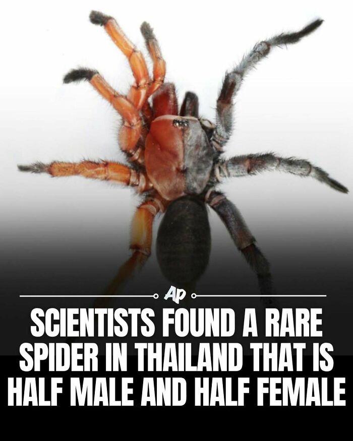 Wait Till You See These Wild Animal Surprises!
