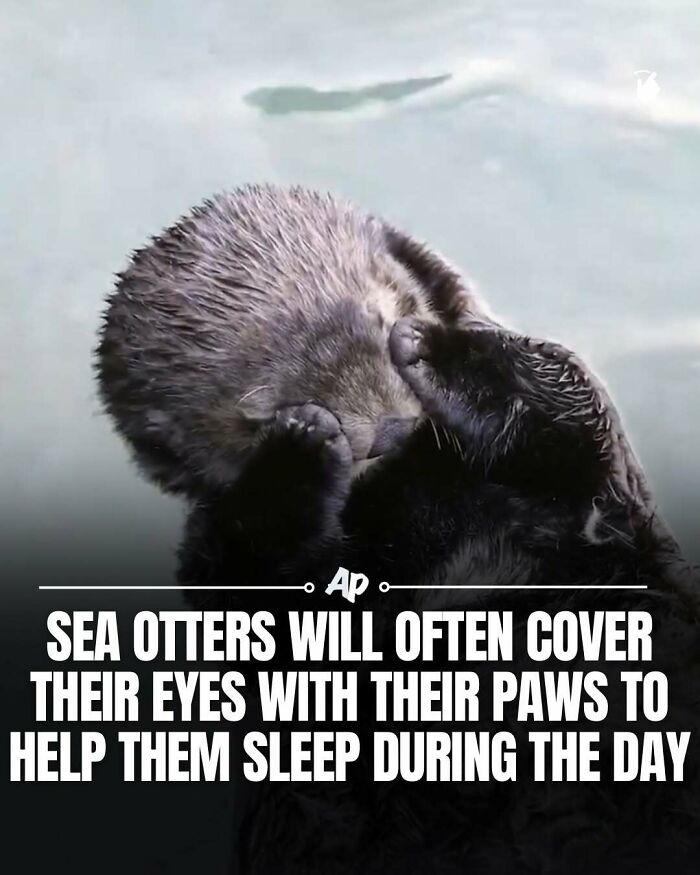 Wait Till You See These Wild Animal Surprises!